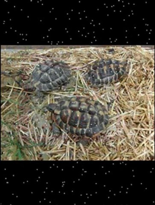 LES TORTUES
