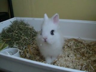 Yuki le lapin fou