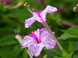 Serseri Kalbim - Firat Buyukbay