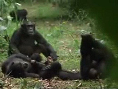 Cichlidés des grands lacs africains