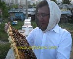 Karniyol arısı arıcılık videosu