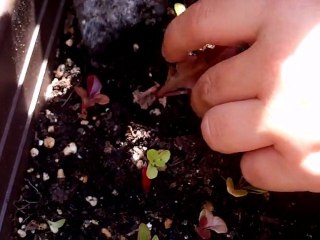 transplante de lechugas