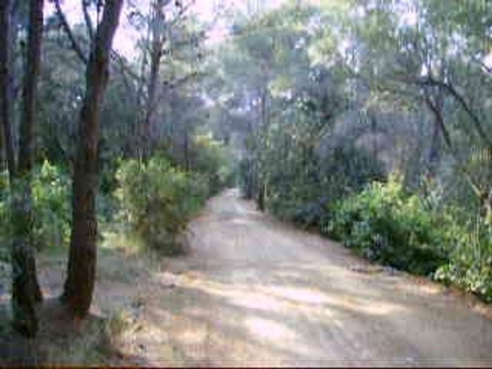 Moi dans la forêt