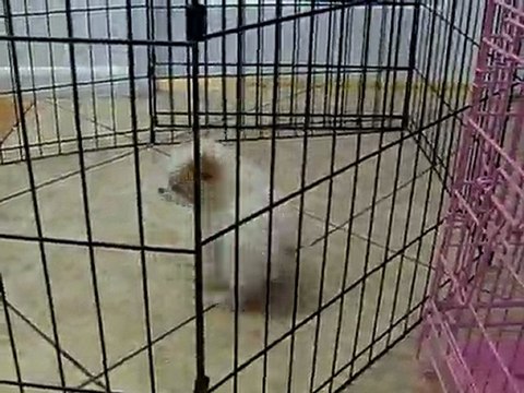 POMERANIAN PUPPIES FOR SALE IN MIAMI, BROWARD.TEL-305.262-7310. WWW.PUPPIESTOGOINC.COM