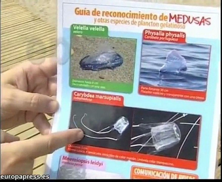 Los bañistas se divierten sin medusas