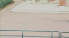 Ducks blown off their feet by the wind