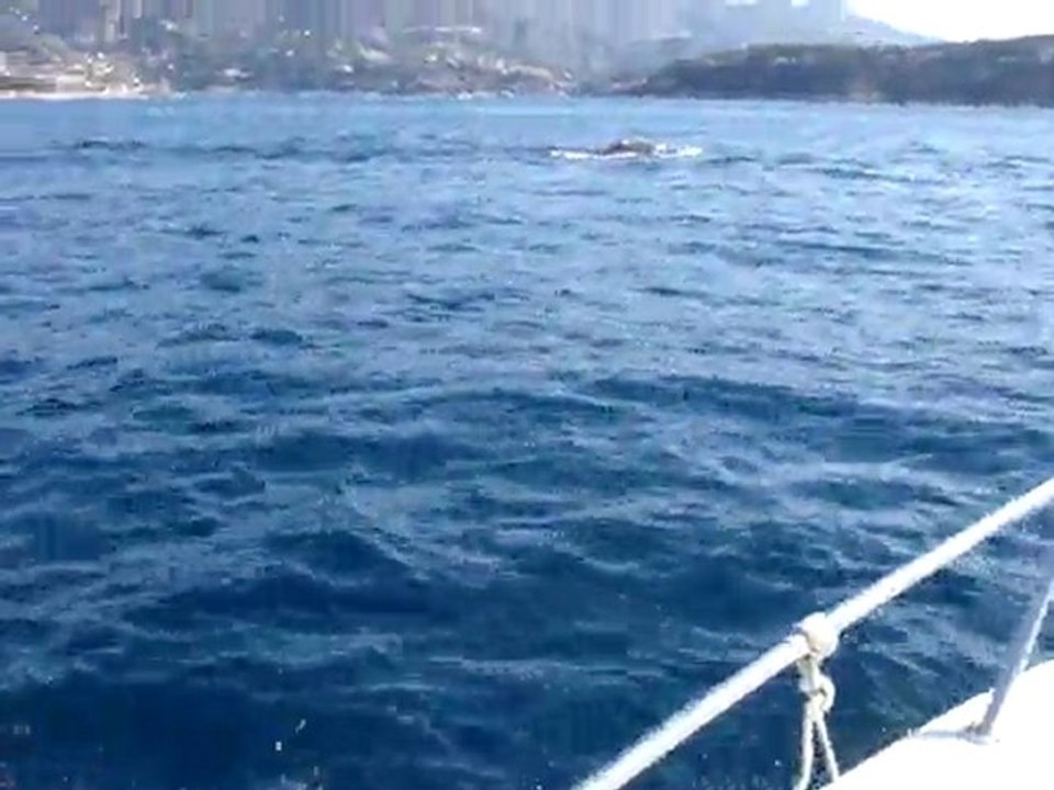 Cachalot comme si vous y étiez