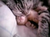 www.funimix.com - Cat Mum Hugs Cute Kitten