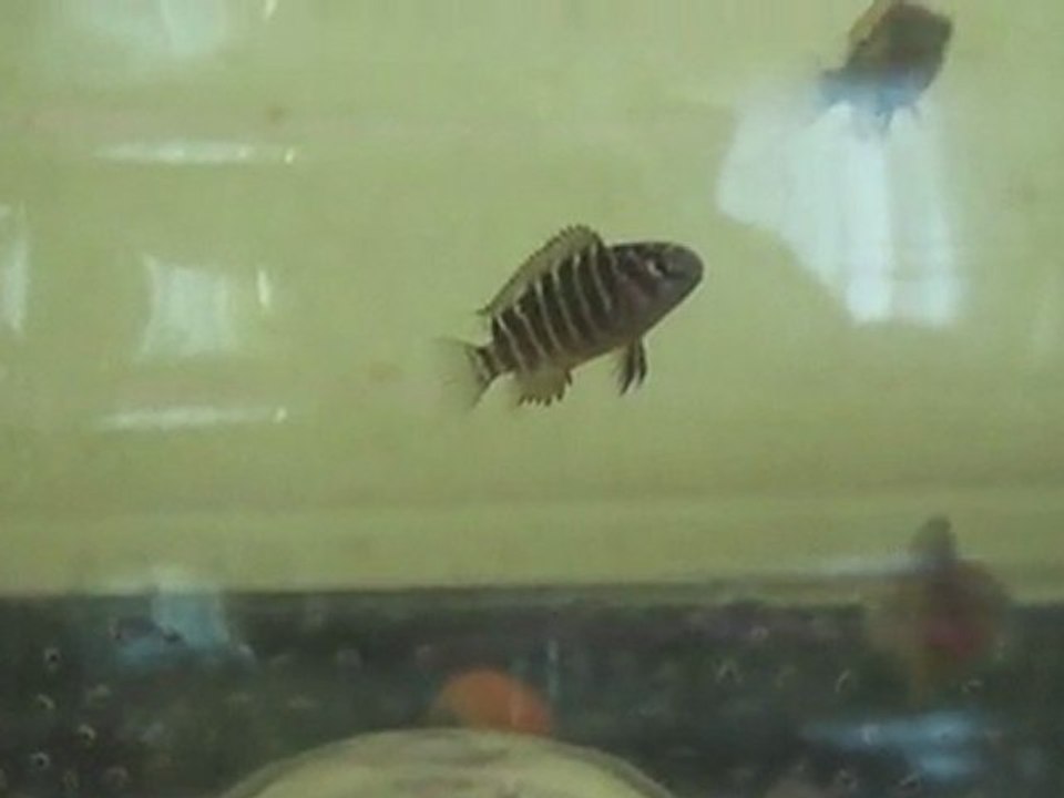 Tropheus Ndole Red & Saulosi Youngsters