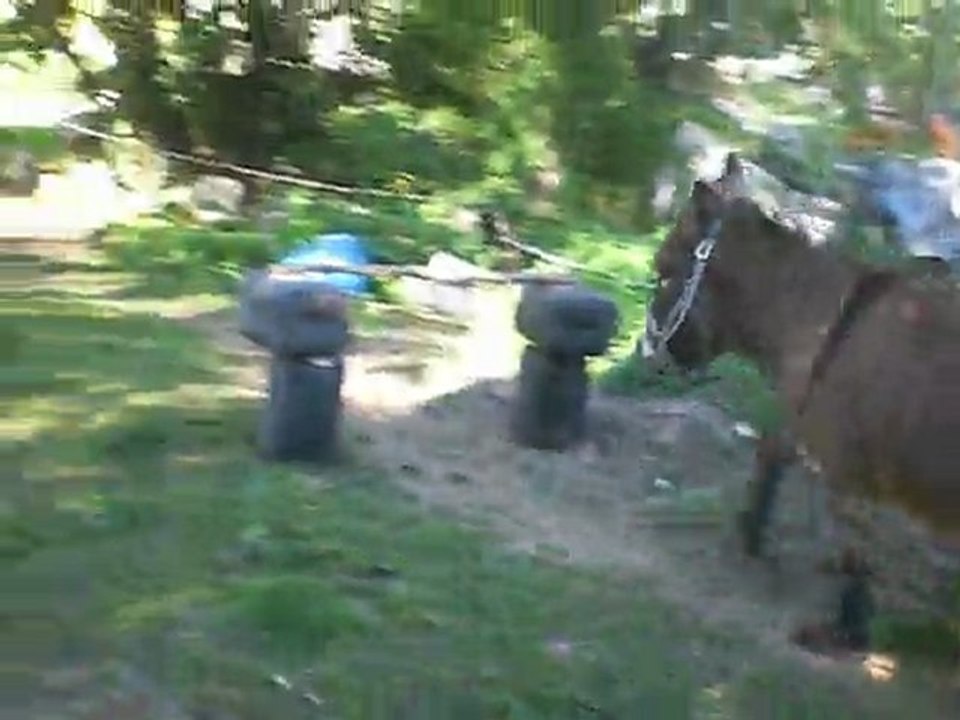 Marronou qui saute 2