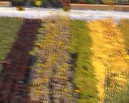 Des milliers de visiteurs au coeur des serres municipales