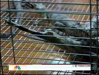 Turtles and alligators found in luggage