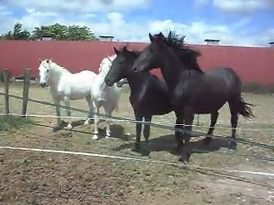 Une pouliche! Curiosité des chevaux et poulains. 26/05/2011 SDC10287