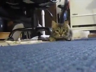 Justin Bieber has nothing on this kitten