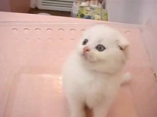 20110501愛貓ㄋㄟㄋㄟ