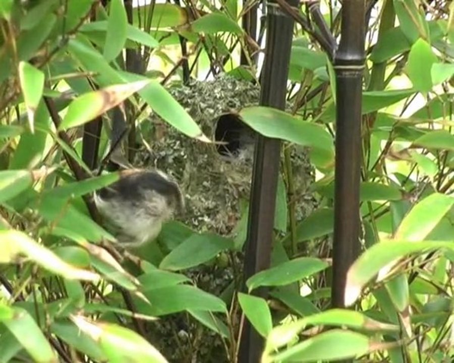 Nid de Mésange à longue queue