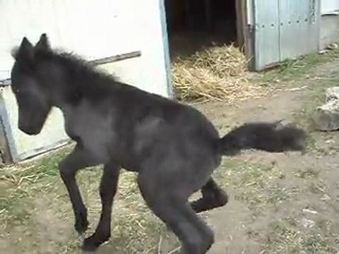 Pouliche Shetland X Mérens 3 jours Les poneys de Sophie 77 Remauville