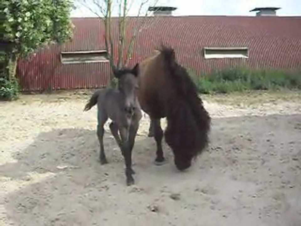 Pouliche Shetland X Mérens de 2 jours. 26/05/2011. Réglisse et bb Blue Night