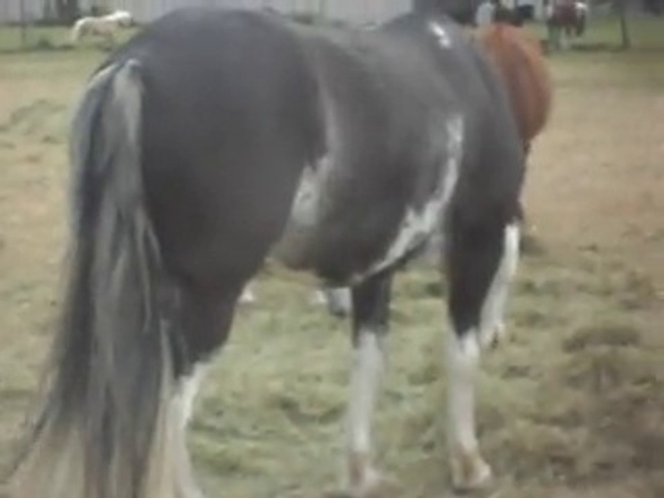 Poulains, poneys, Criollo, Les poneys de Sophie 77 27/05/2011