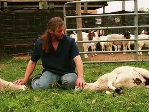 1) Miséricorde de l’abattage islamique ! SoubhannAllah!!!