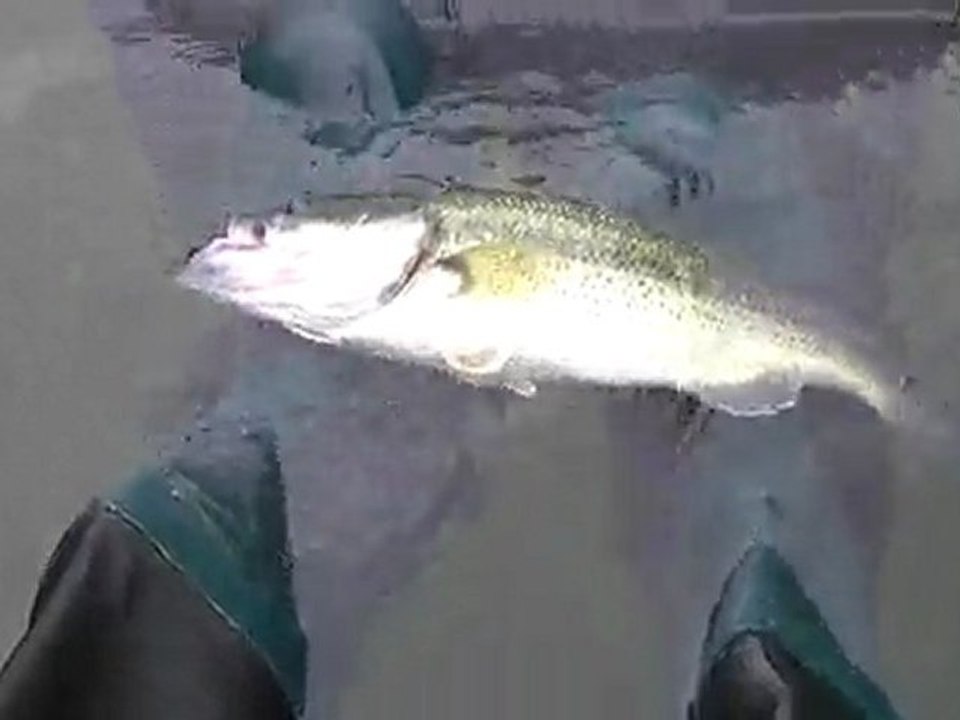 catch and release