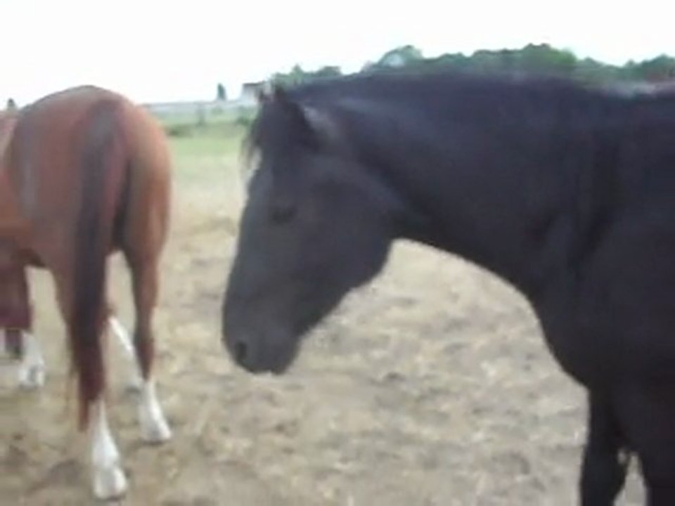 POULAIN Mérens, retour des prés en liberté pas à pas.LES PONEYS DE SOPHIE77