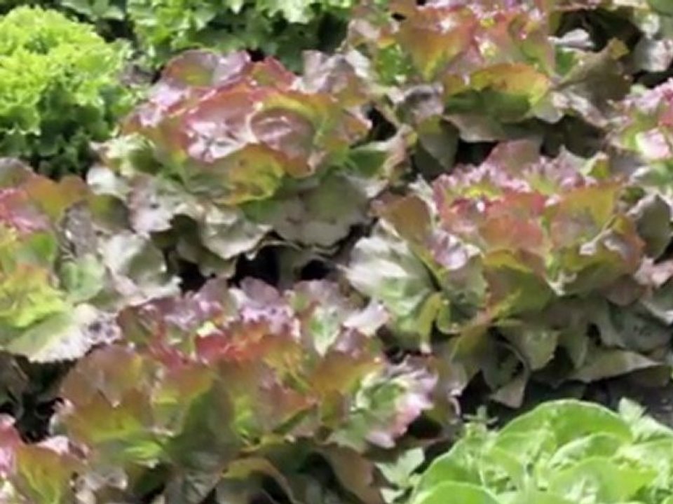 Backyard landscape ideas, napa, sonoma, eco-friendly, green, organic