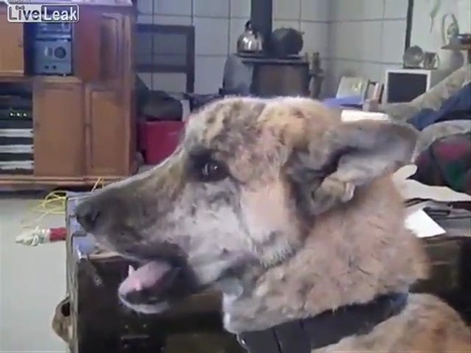 Polizeihund Über Obama Drogenpolitik Upset