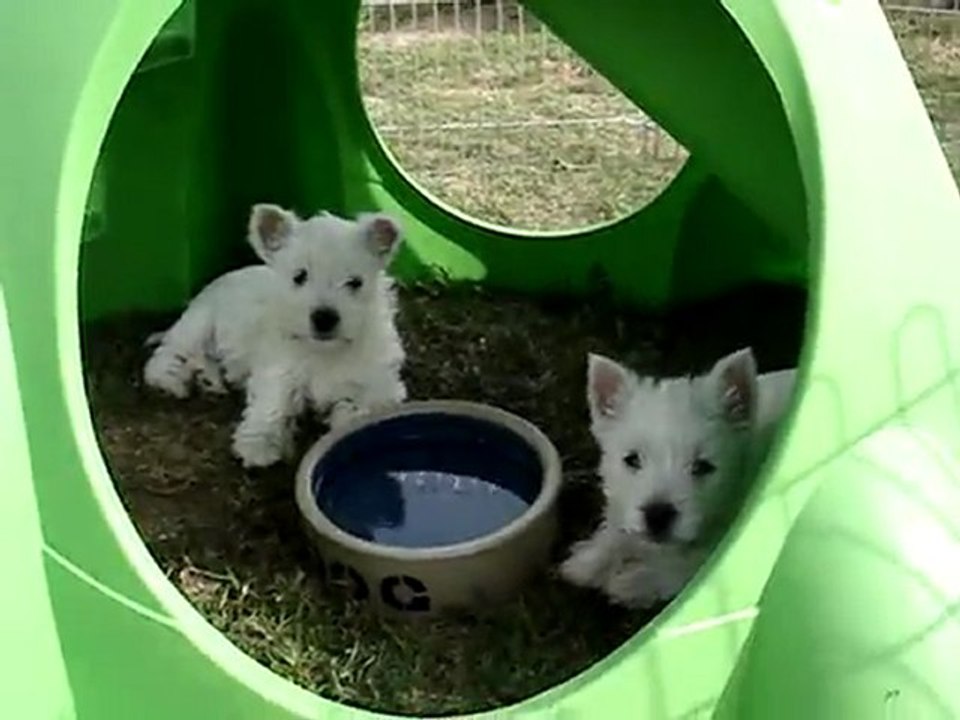 chiots DoubleV - Voltaire