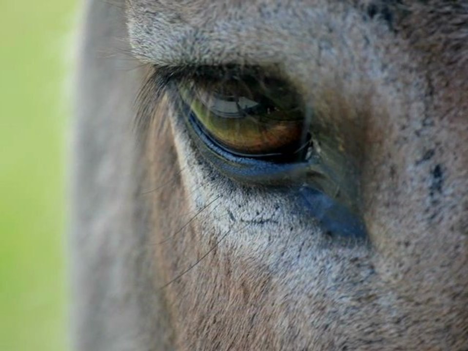 TURS'ANE ANGELE BAZIN PRODUCTEUR DE LAIT D'ANESSE