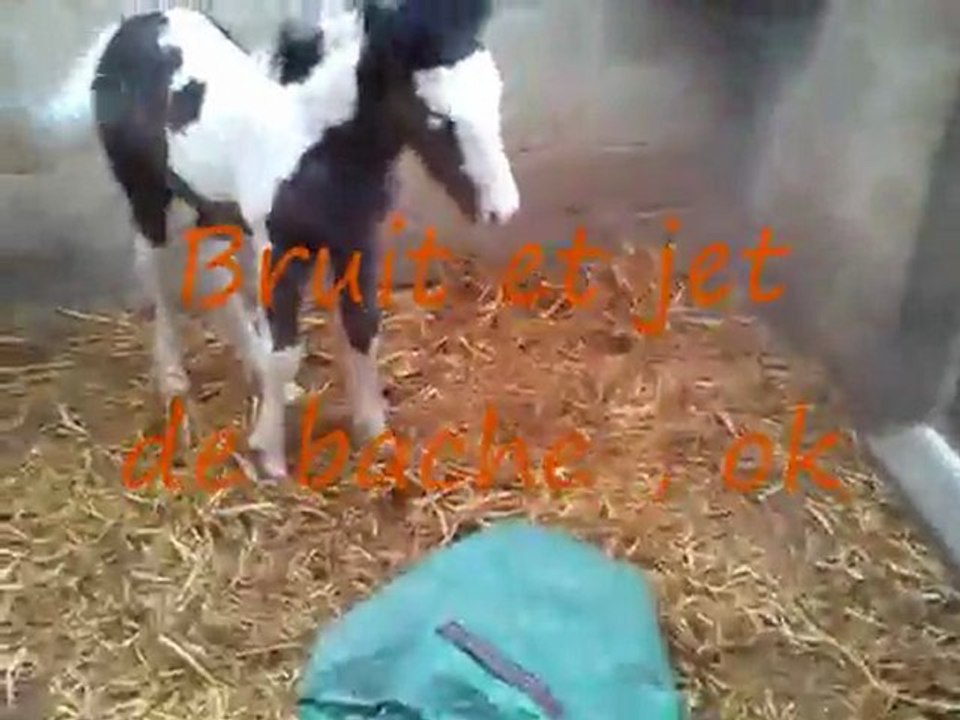 baxter et la bâche