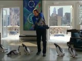 M. Popper et ses pingouins (Mr. Popper’s Penguins) - Extrait #3  [VO|HQ]