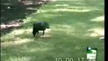crow love