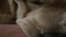 Labrador.Rem.Mama