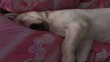 Labrador.Rem.moy couch!