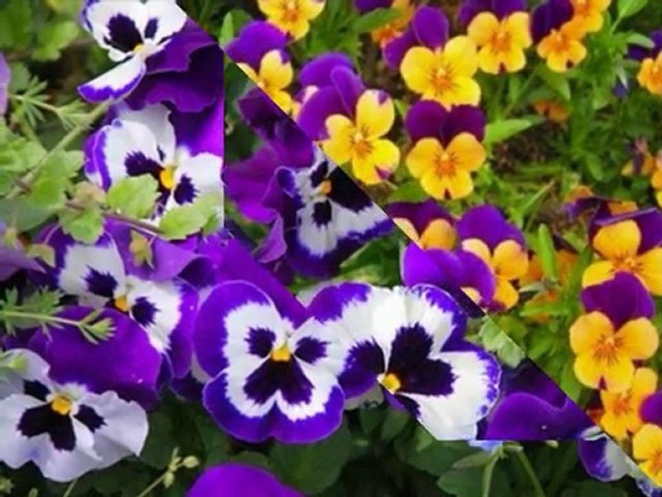 İLKAY  AKKAYA   SENİ   SEVİYORUM