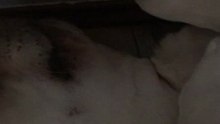 Labrador.Rem sweet dream