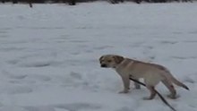 Labrador.Rem.10-meter happiness