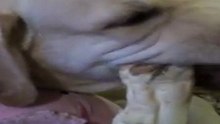 Labrador.Rem.baranya leg