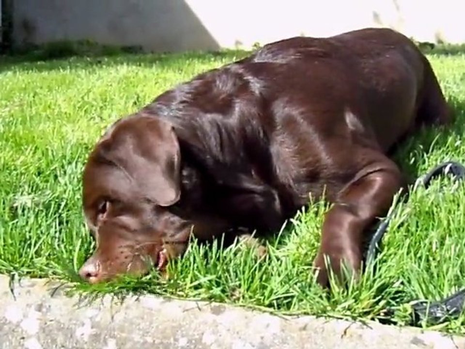 diego mange l'herbe