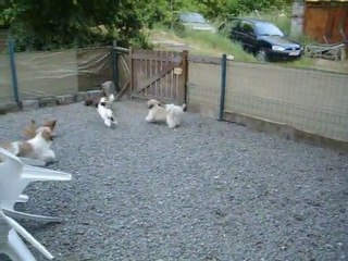 Toute la troupe...Chihuahua & Shih-tzu - Juin 2011