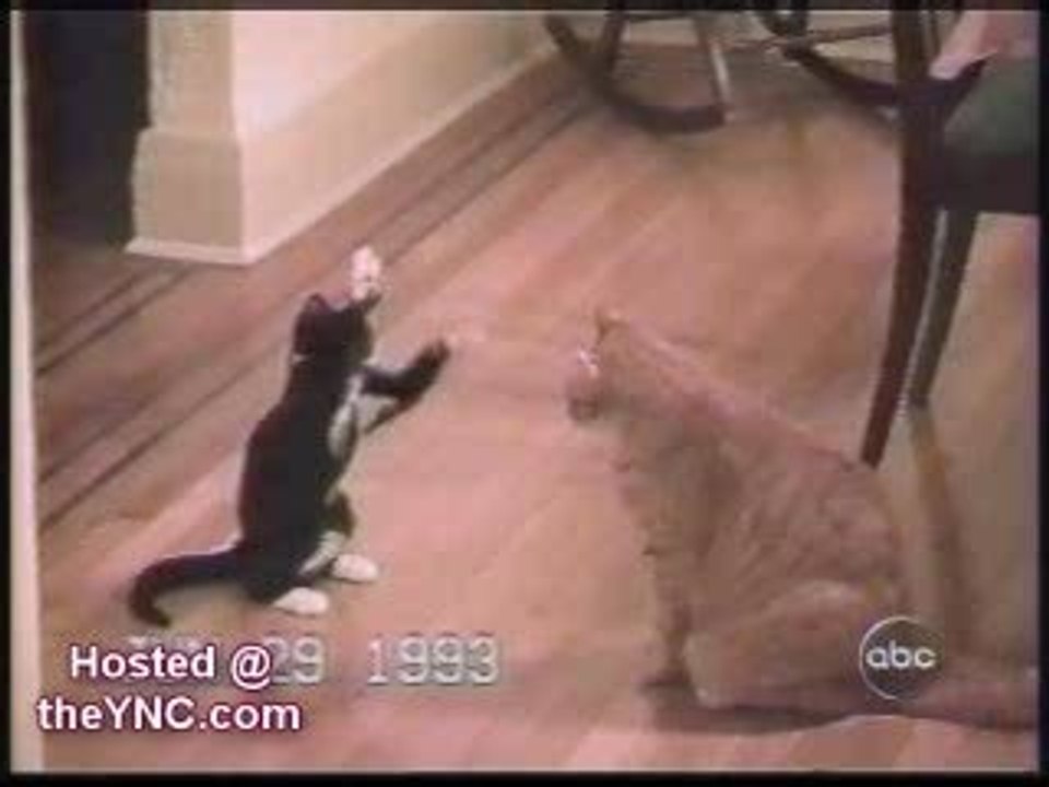 funny cats - drôles de chats