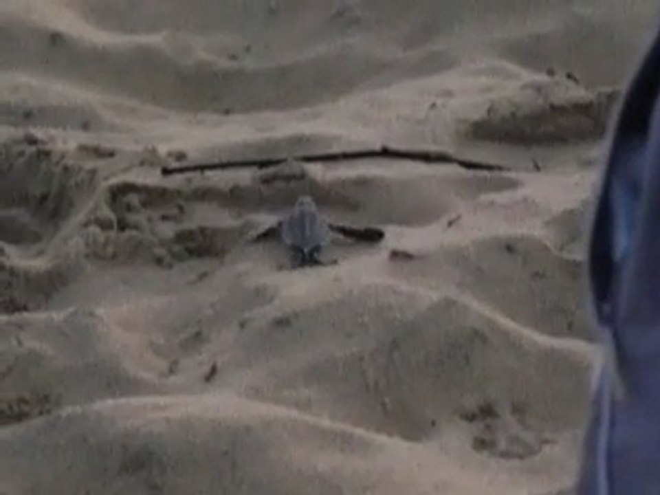 bébé tortue luth essayant de rejoindre la mer !