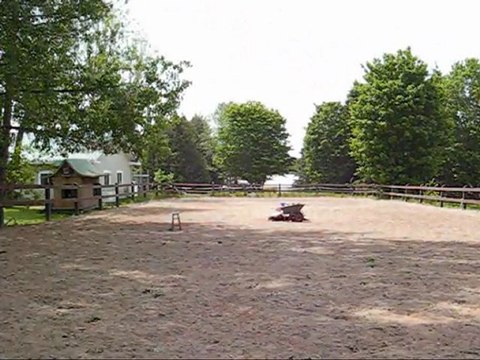 Paradox Dressage niveau entrainement