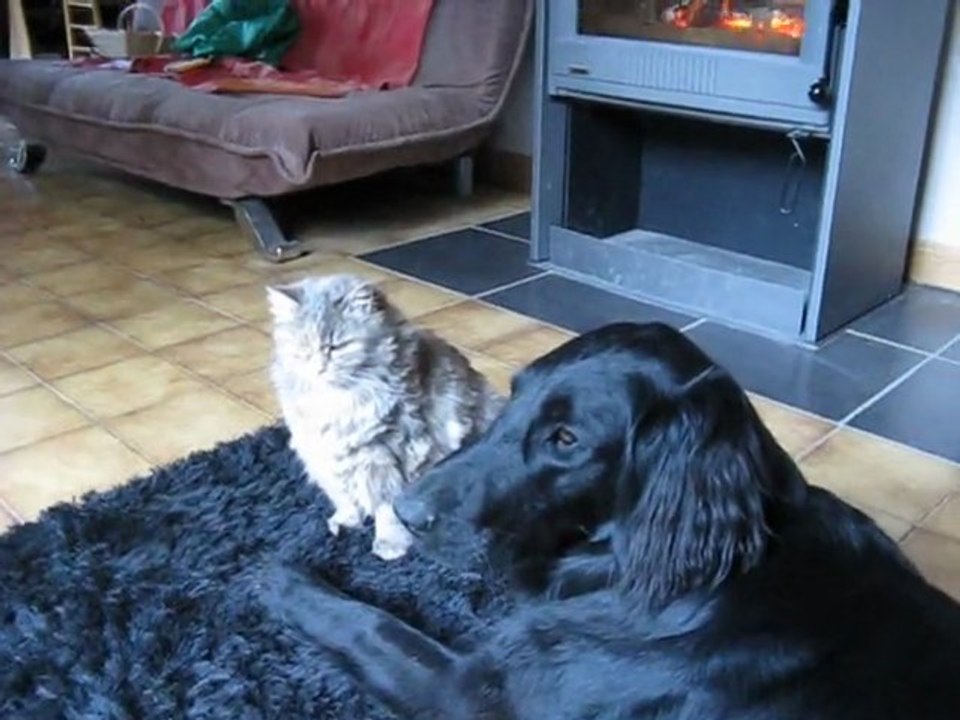 COMBAT Chien/Chat