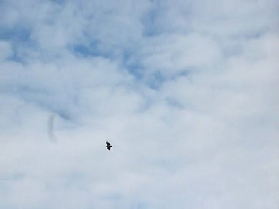 Juin 2011 Bardenas La Negra Vautours