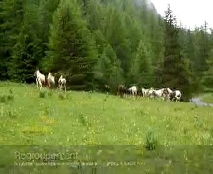 chevaux paint horses et autres arrivent en alpages, escreins, vars, hautes alpes