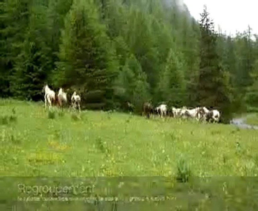 chevaux paint horses et autres arrivent en alpages, escreins, vars, hautes alpes