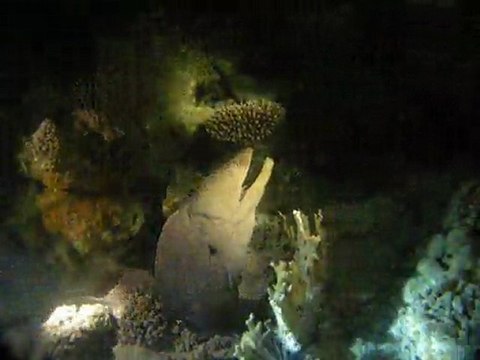 murène (plongée de nuit)