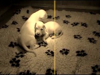 Repas et sieste 050611